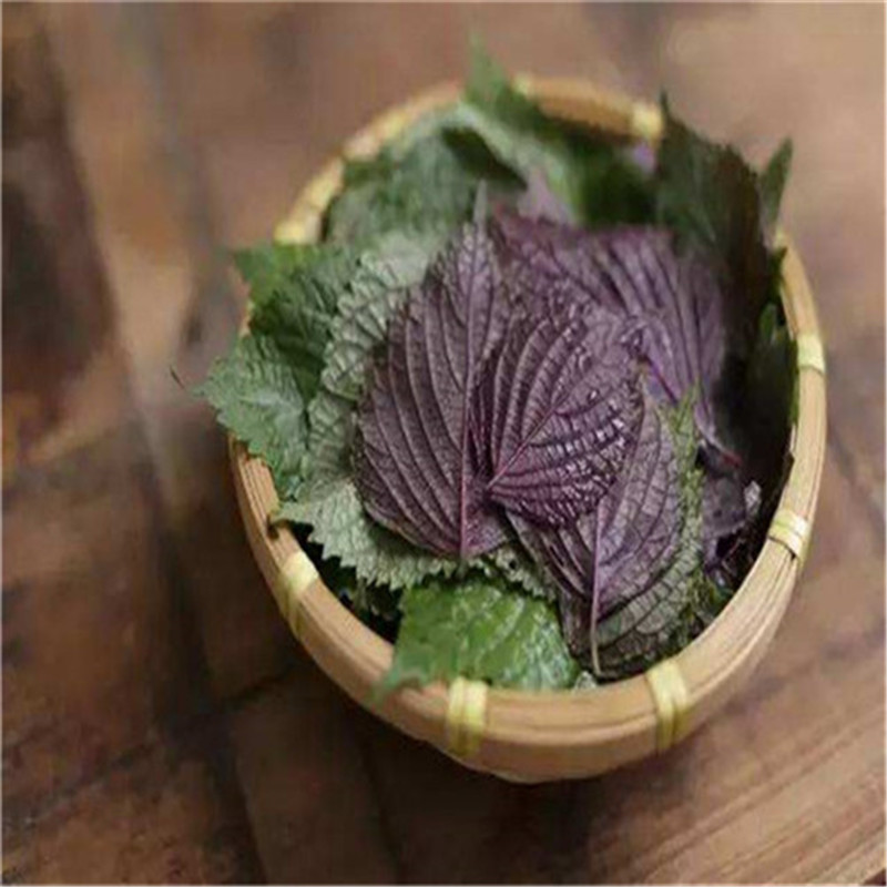 紫苏种子双色苏子可食四季大叶紫苏种子药用香草绿紫苏农家大
