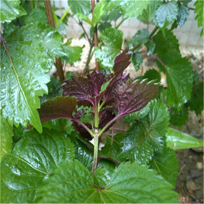 紫苏种子双色苏子可食四季大叶紫苏种子药用香草绿紫苏农家大