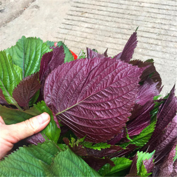 紫苏种子双色苏子可食四季大叶紫苏种子药用香草绿紫苏农家大