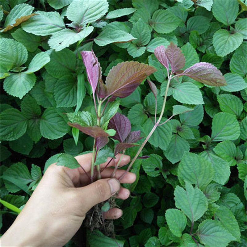 紫苏种子双色苏子可食四季大叶紫苏种子药用香草绿紫苏农家大