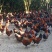 【精选急售，散养果园鸡】养殖基地直发，纯粮食喂养散养鸡