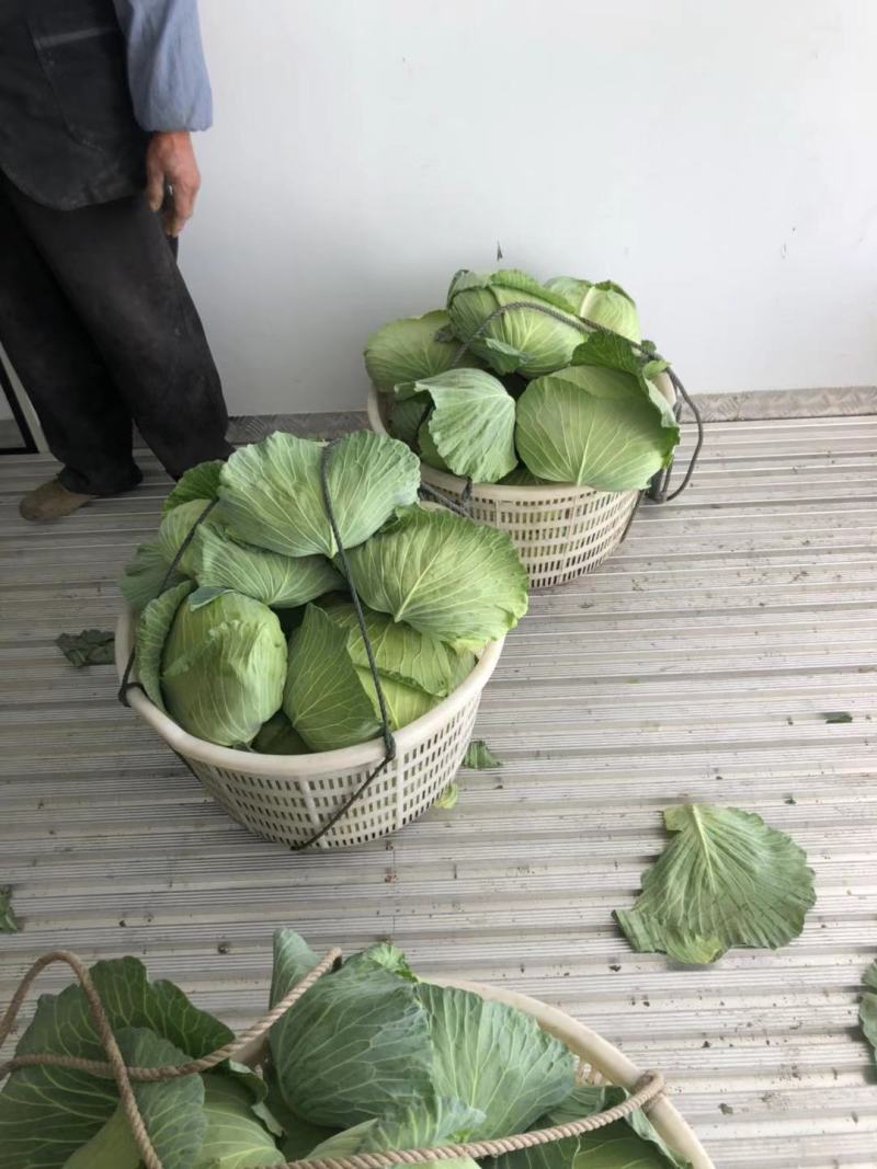 湖南扁包菜、商超品质，一手货源，基地现发，可对接全国市场