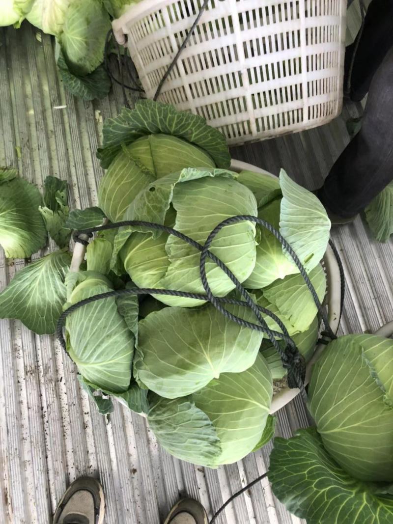湖南扁包菜、商超品质，一手货源，基地现发，可对接全国市场