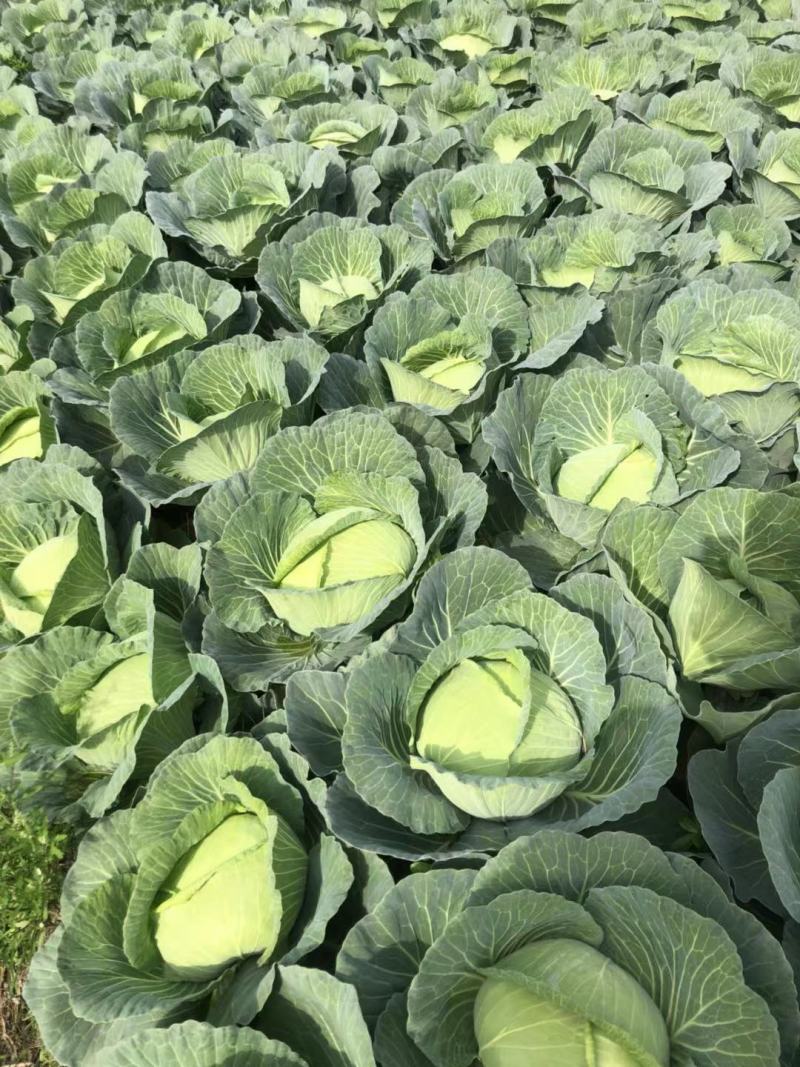 湖南扁包菜、商超品质，一手货源，基地现发，可对接全国市场