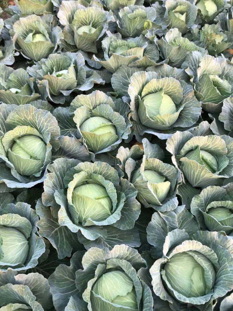 湖南扁包菜、商超品质，一手货源，基地现发，可对接全国市场