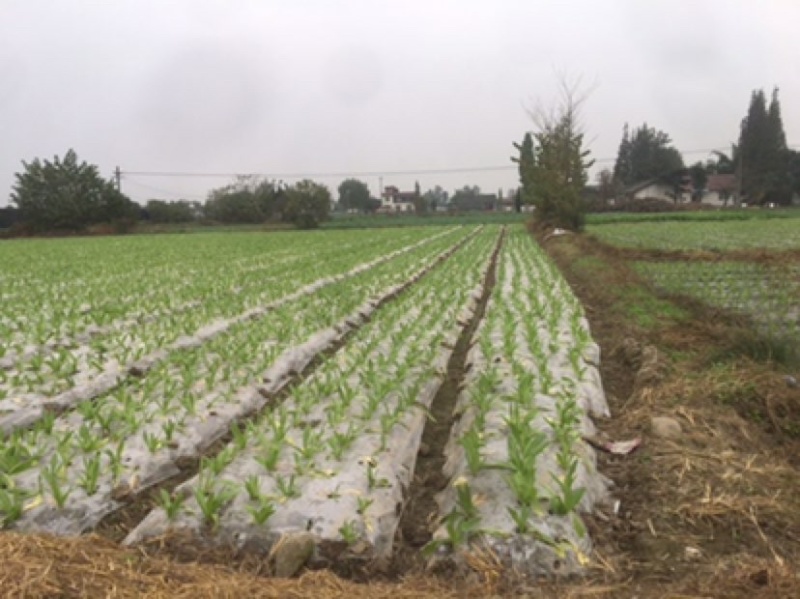 四川产地直供苤蓝质量上乘大量上市批发价优预购从速