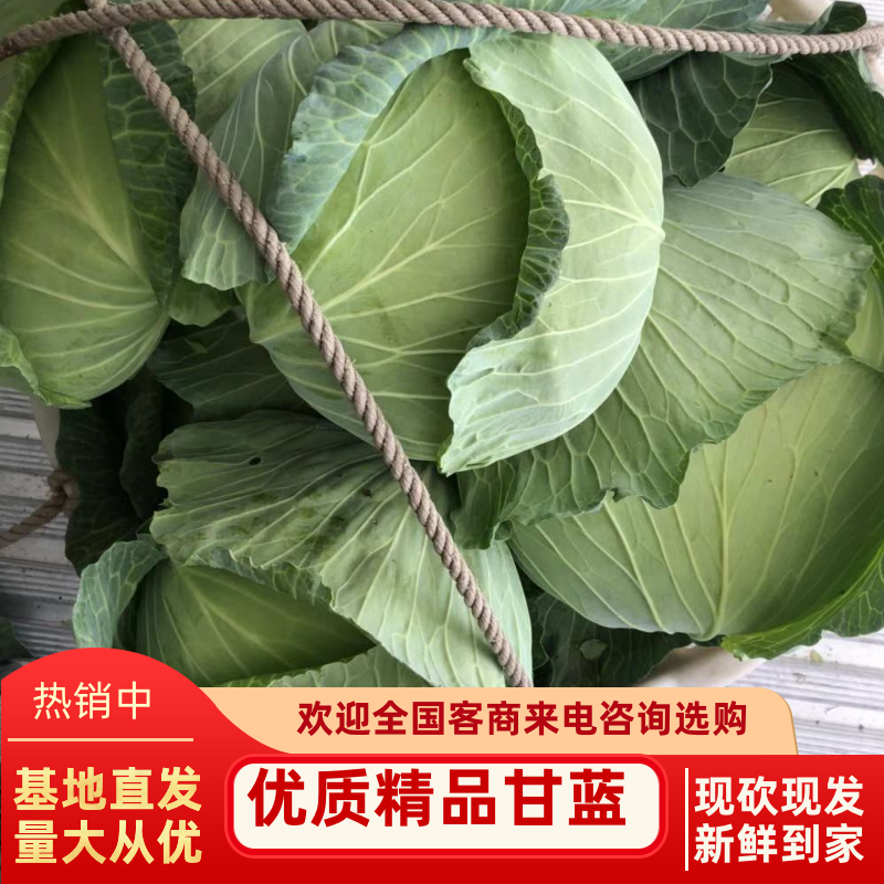 湖南扁包菜、商超品质，一手货源，基地现发，可对接全国市场