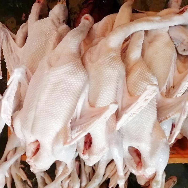 工厂直销黑棕鹅棚鹅烧鹅原材料冰鲜鹅冻鹅肉新鲜光鹅