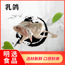 工厂直销老鸽红烧乳鸽煲汤乳鸽生鲜冰冻乳鸽食材