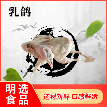 工厂直销老鸽红烧乳鸽煲汤乳鸽生鲜冰冻乳鸽食材