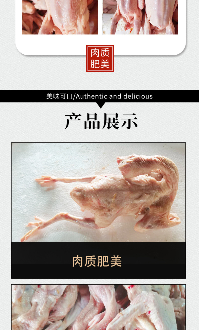 工厂直销老鸽红烧乳鸽煲汤乳鸽生鲜冰冻乳鸽食材
