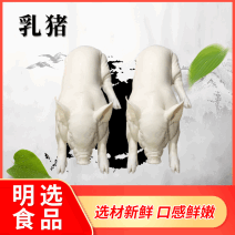 工厂供应烧猪源材料冰鲜乳猪冷冻乳猪整只乳猪猪肉批发