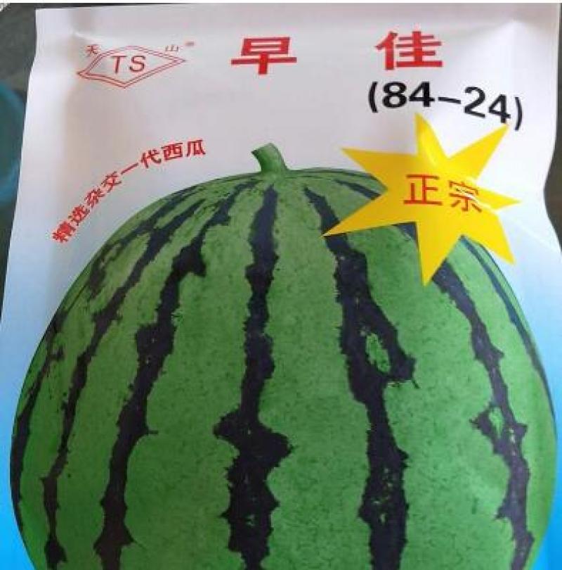 8424西瓜苗早佳8424西瓜种苗正宗8424西瓜苗