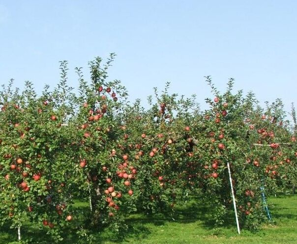 图片说明:游客们在果园中开心地采摘成熟的樱桃,背景是成片的樱桃树和忙碌的果农 本地樱桃采摘体验现场