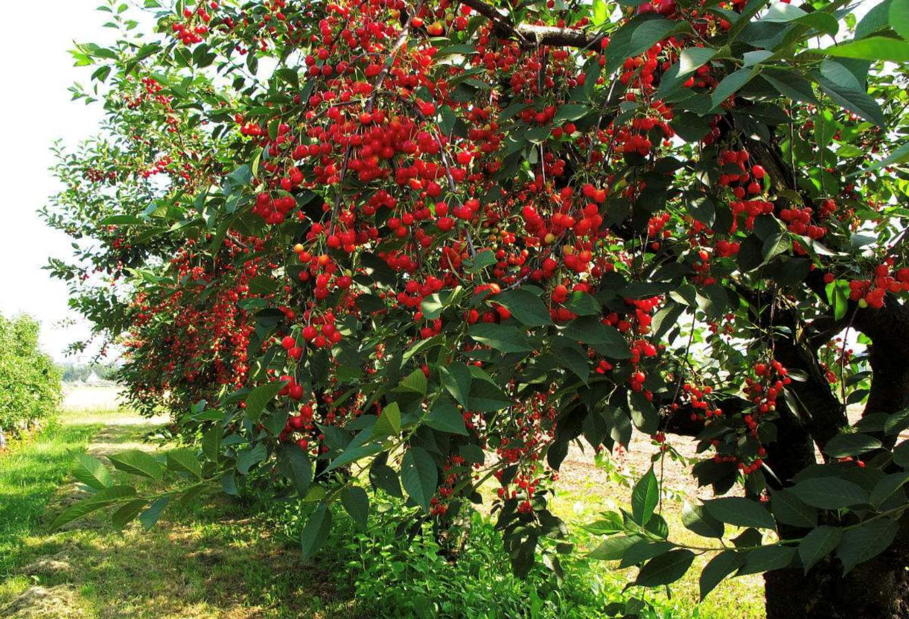 一棵结满果实的先锋樱桃树,枝条被红彤彤的樱桃压弯,展示其丰产特性 先锋樱桃果树特写