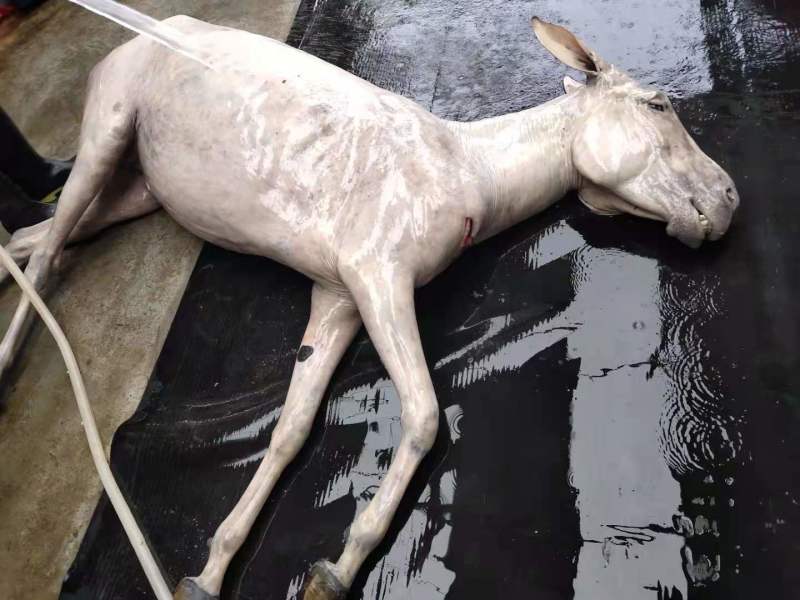 鲜驴肉全驴熟驴肉驴肠可真空包装礼盒装货真价实