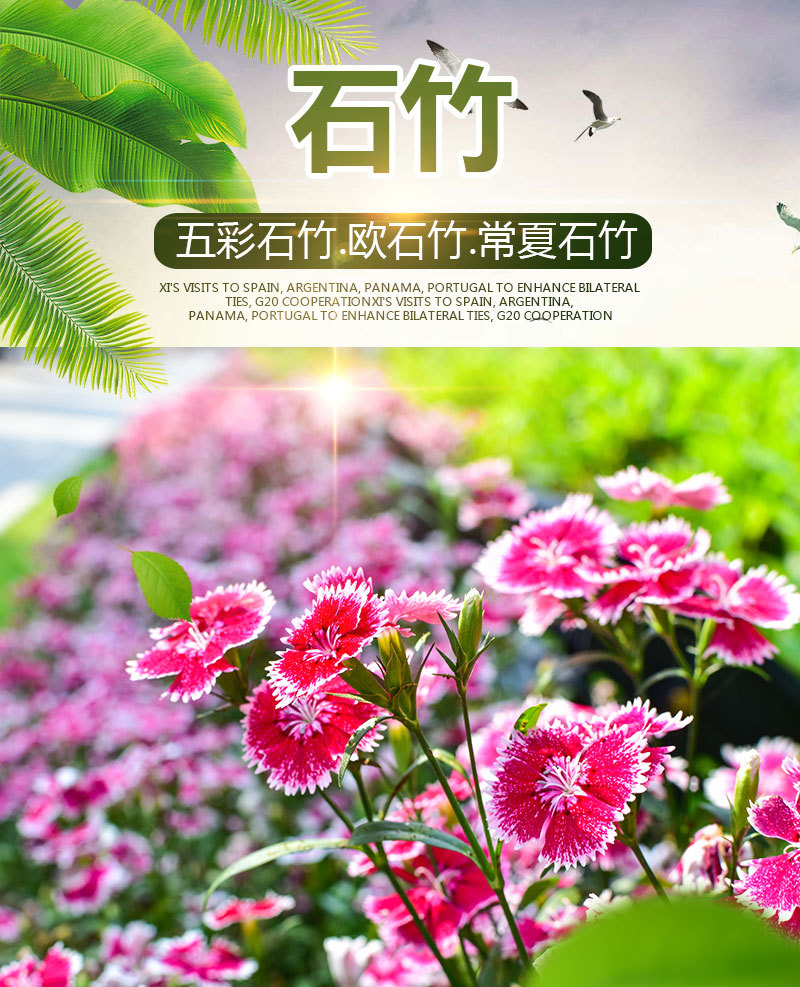欧石竹花种初吻五彩石竹种子草坪常夏石竹花籽美国石竹花盆栽