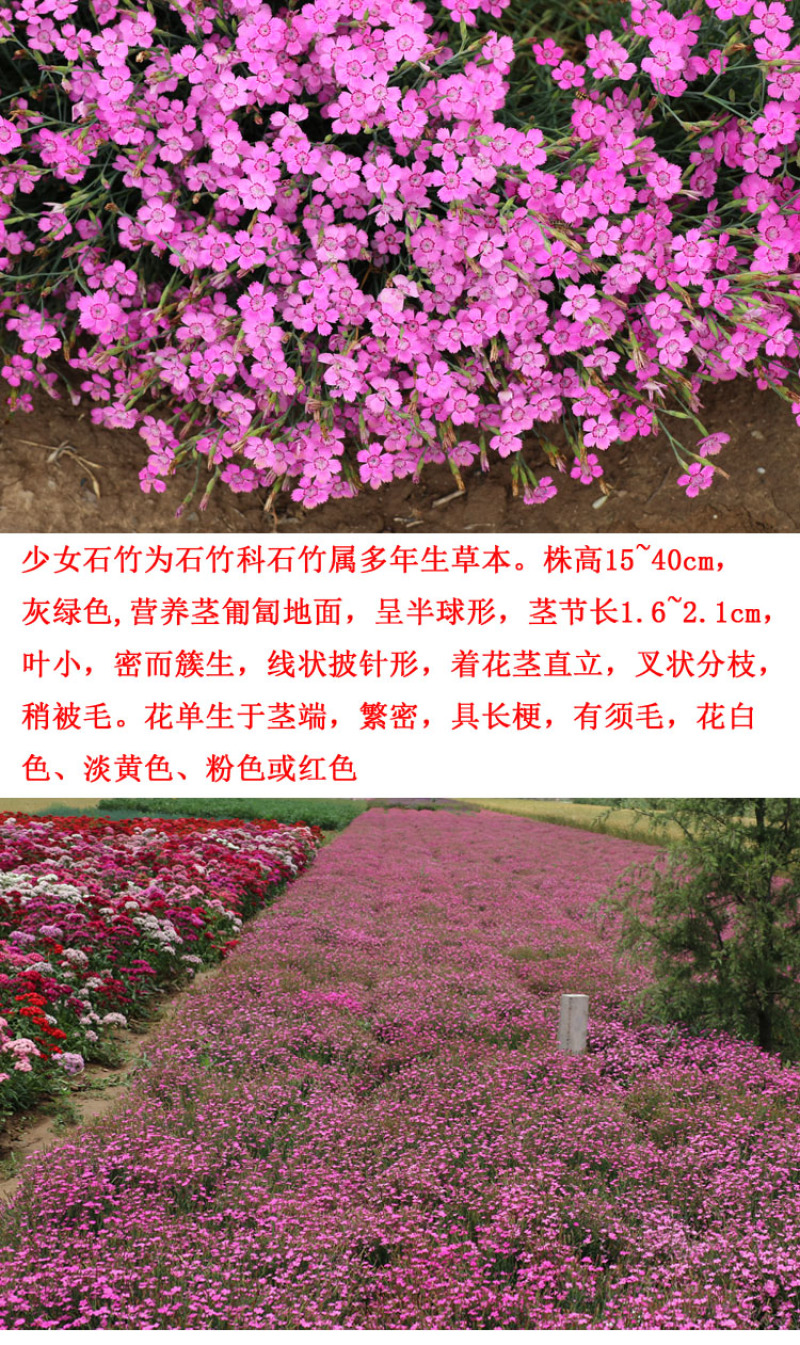 欧石竹花种初吻五彩石竹种子草坪常夏石竹花籽美国石竹花盆栽