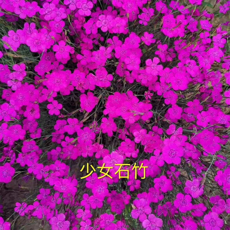欧石竹花种初吻五彩石竹种子草坪常夏石竹花籽美国石竹花盆栽