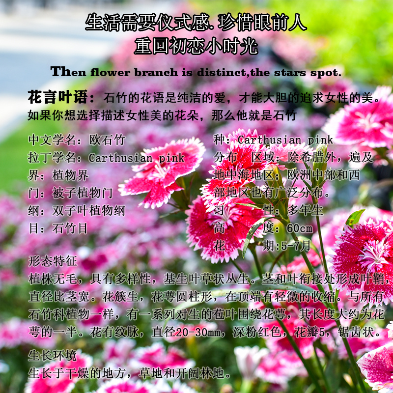 欧石竹花种初吻五彩石竹种子草坪常夏石竹花籽美国石竹花盆栽