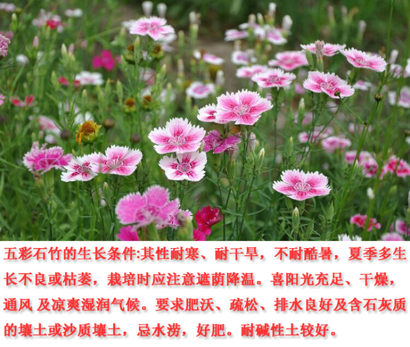 欧石竹花种初吻五彩石竹种子草坪常夏石竹花籽美国石竹花盆栽