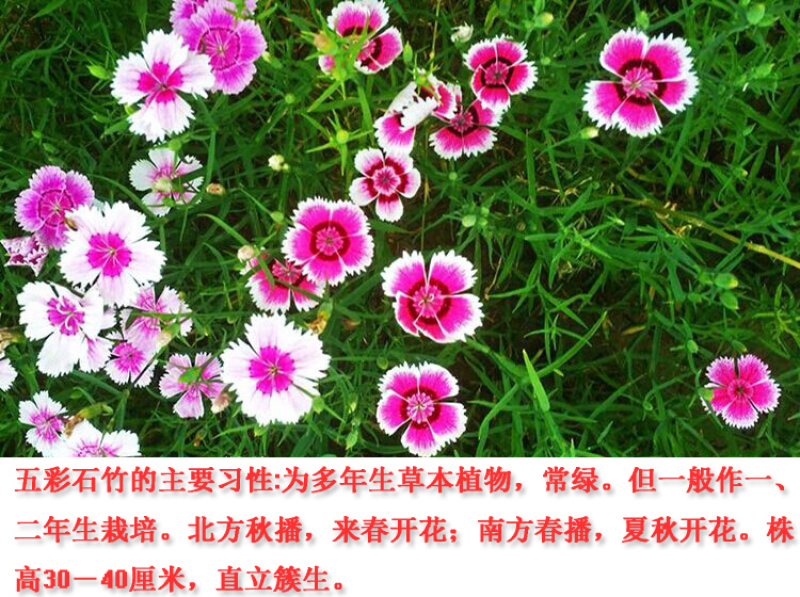 欧石竹花种初吻五彩石竹种子草坪常夏石竹花籽美国石竹花盆栽