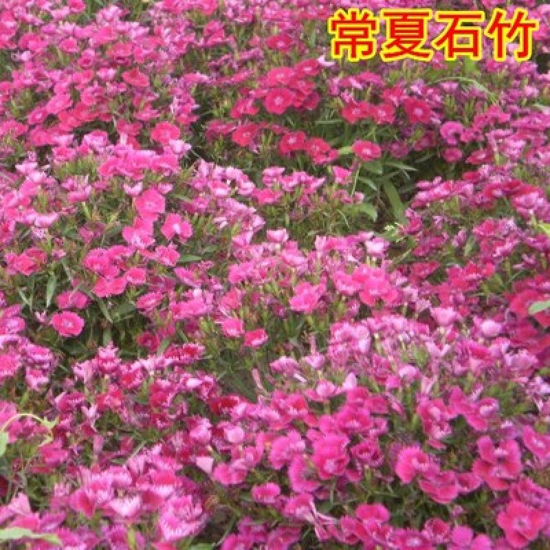 欧石竹花种初吻五彩石竹种子草坪常夏石竹花籽美国石竹花盆栽