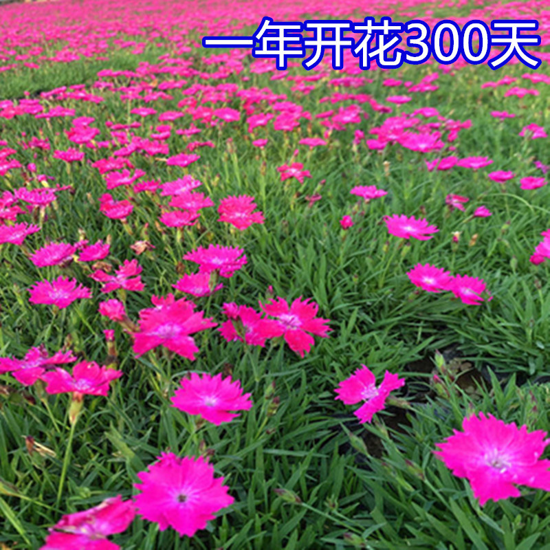 欧石竹花种初吻五彩石竹种子草坪常夏石竹花籽美国石竹花盆栽