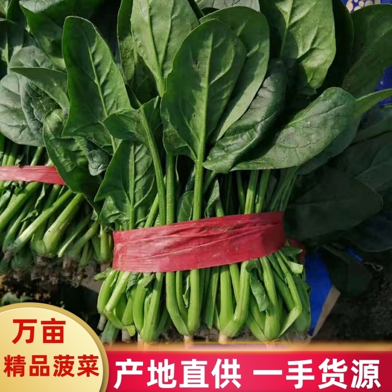山东惠民万亩优质菠菜，产地直供，质优价廉，全国代发