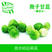 【高农果蔬】孢子甘蓝新鲜蔬菜西餐沙拉食材小包菜椰菜仔