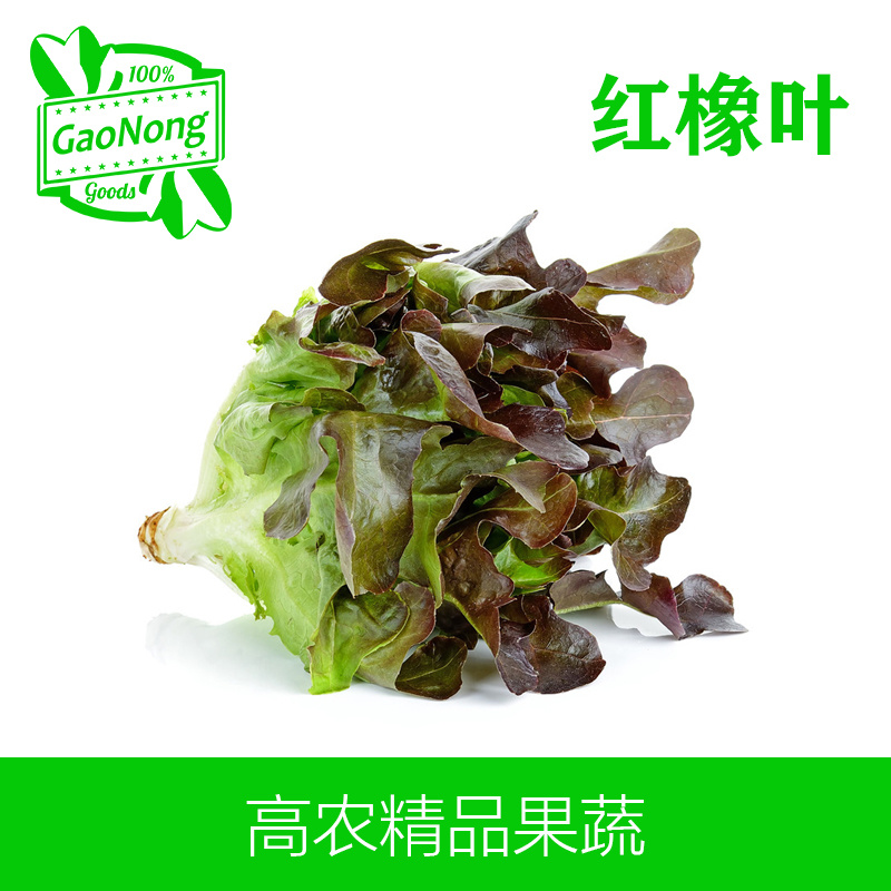 【高农果蔬】红橡叶红橡生菜新鲜蔬菜西餐沙拉食材蔬菜沙拉
