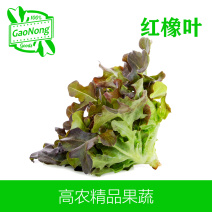 【高农果蔬】红橡叶红橡生菜新鲜蔬菜西餐沙拉食材蔬菜沙拉