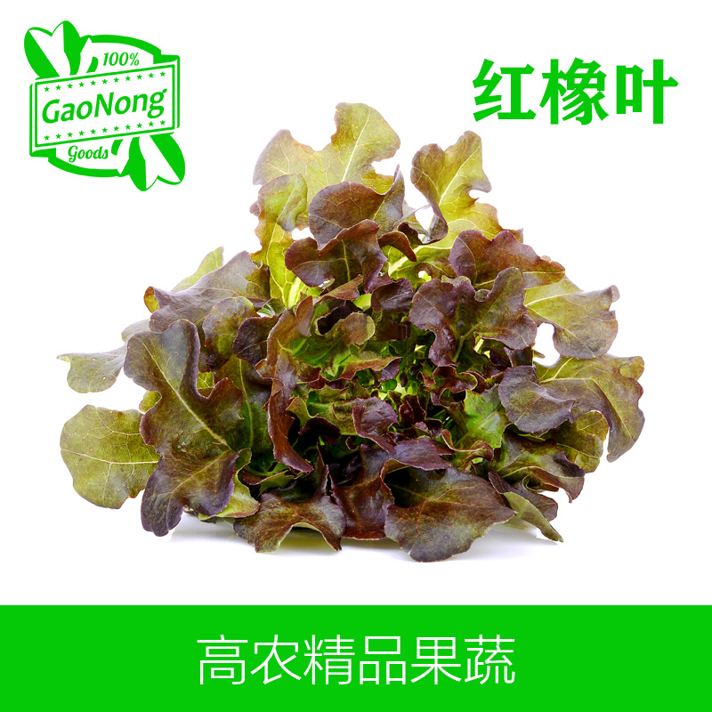【高农果蔬】红橡叶红橡生菜新鲜蔬菜西餐沙拉食材蔬菜沙拉