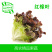 【高农果蔬】红橡叶红橡生菜新鲜蔬菜西餐沙拉食材蔬菜沙拉