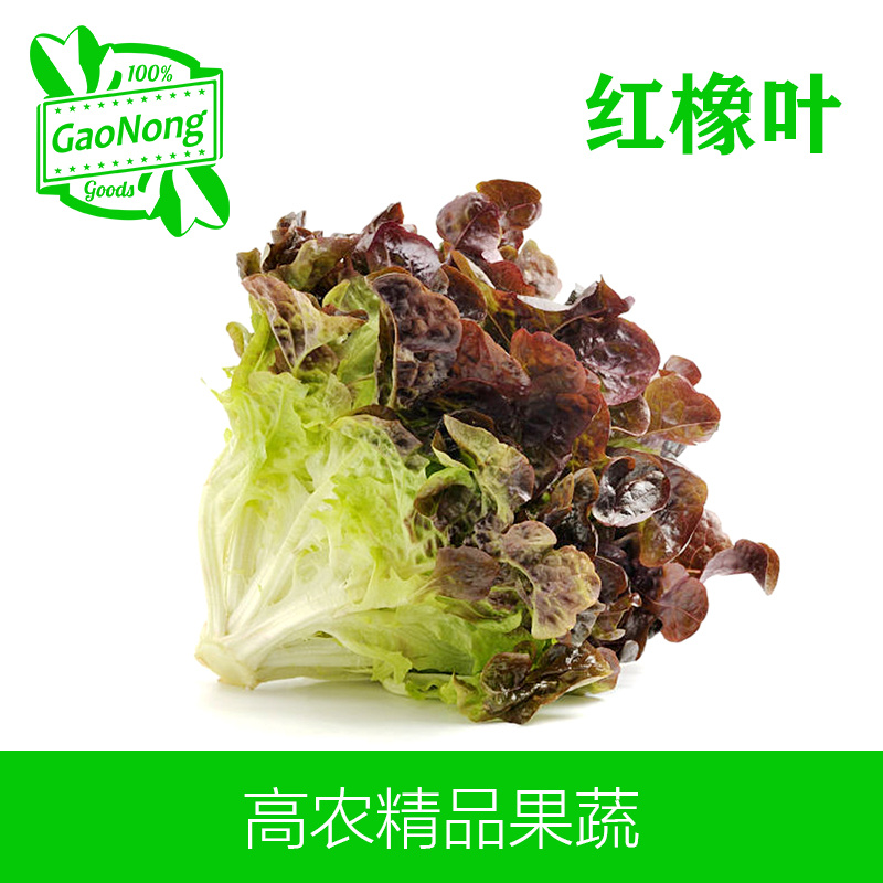 【高农果蔬】红橡叶红橡生菜新鲜蔬菜西餐沙拉食材蔬菜沙拉
