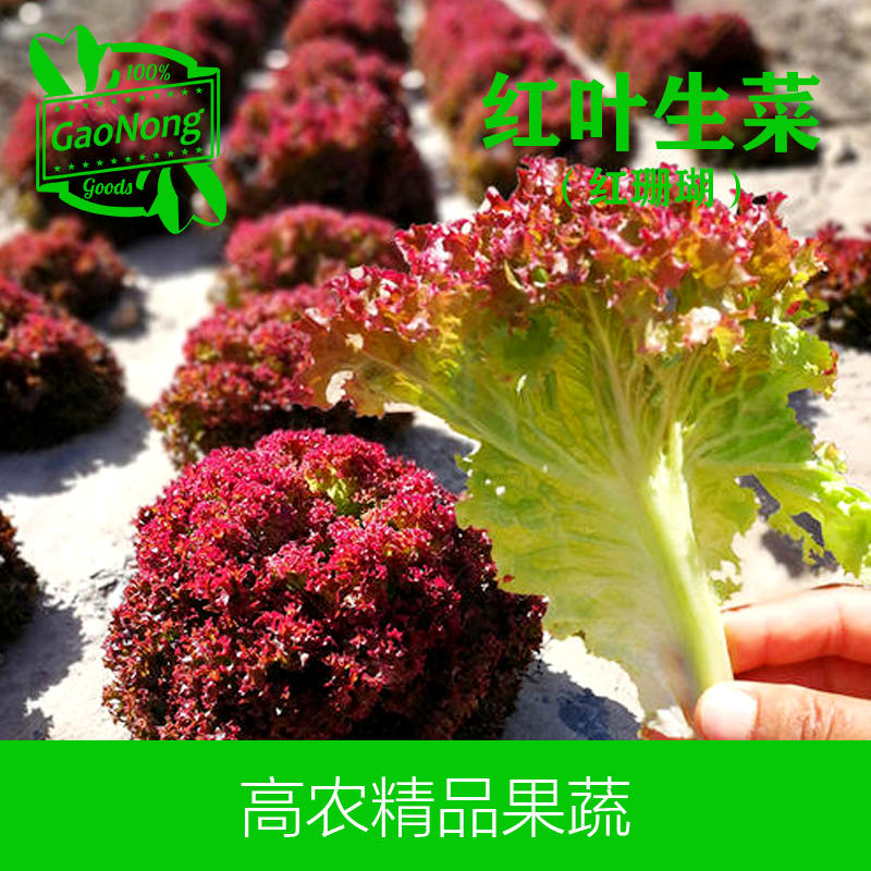 【高农果蔬】红叶生菜沙拉菜新鲜蔬菜红珊瑚罗莎红