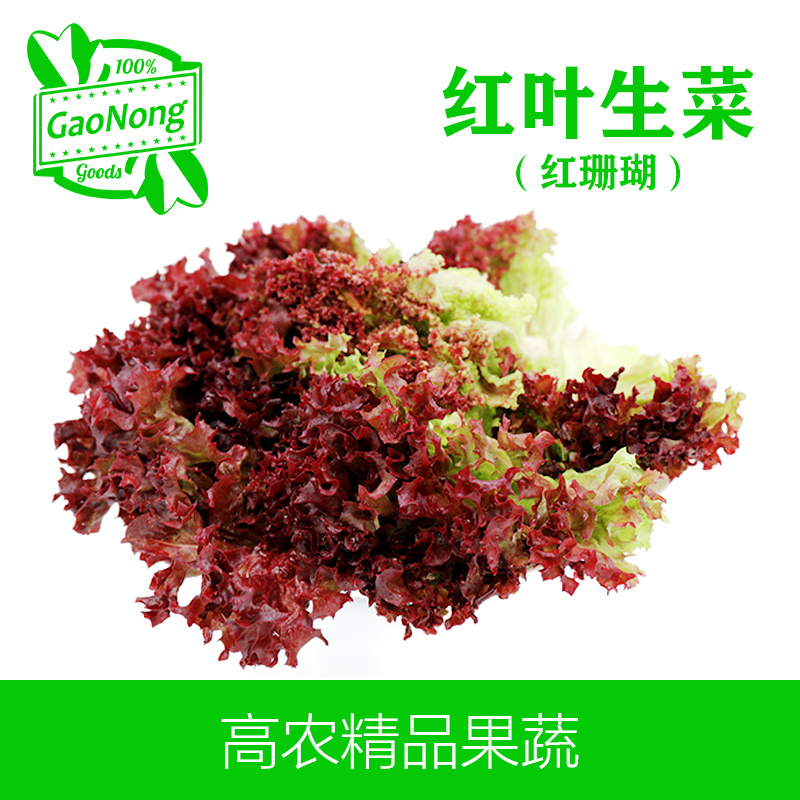 【高农果蔬】红叶生菜沙拉菜新鲜蔬菜红珊瑚罗莎红