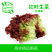 【高农果蔬】红叶生菜沙拉菜新鲜蔬菜红珊瑚罗莎红
