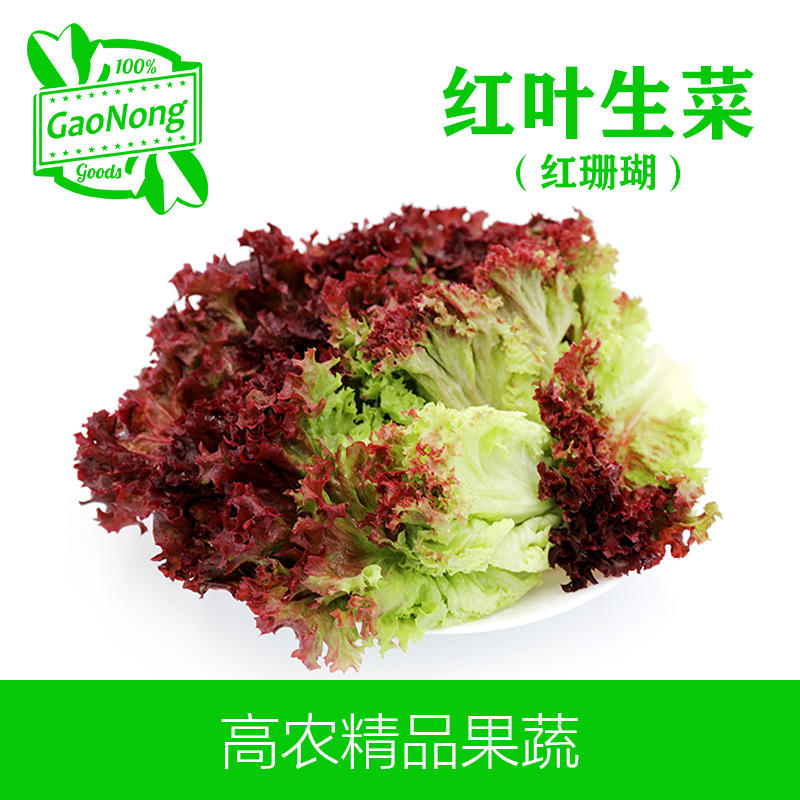 【高农果蔬】红叶生菜沙拉菜新鲜蔬菜红珊瑚罗莎红