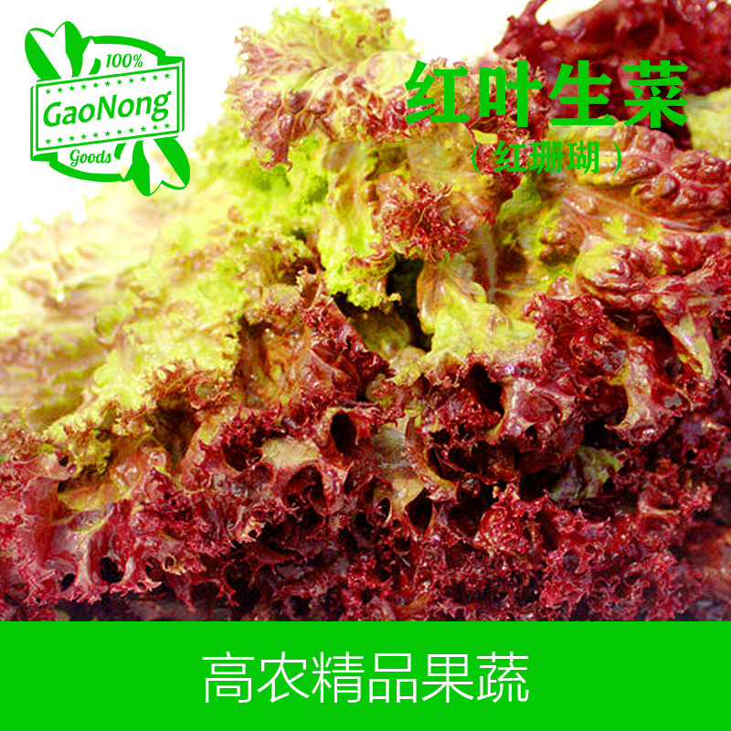 【高农果蔬】红叶生菜沙拉菜新鲜蔬菜红珊瑚罗莎红