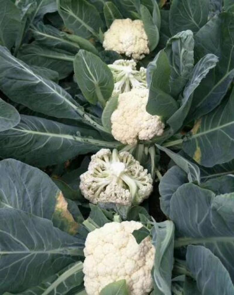 65天花菜苗青梗松花菜苗65天菜花苗早熟