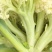 65天花菜苗青梗松花菜苗65天菜花苗早熟