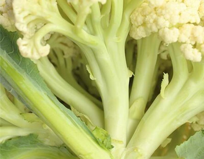 65天花菜苗青梗松花菜苗65天菜花苗早熟