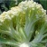 65天花菜苗青梗松花菜苗65天菜花苗早熟