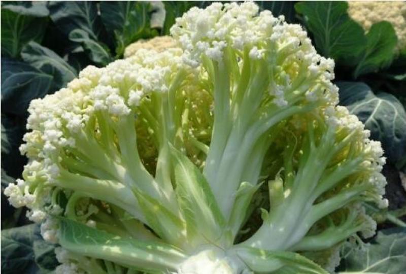 65天花菜苗青梗松花菜苗65天菜花苗早熟