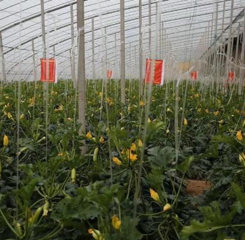 西葫芦种苗表皮深绿西葫芦种苗耐寒抗病强西葫芦苗苗厂
