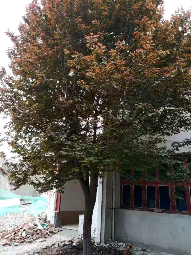 3～12红叶李，紫叶李可带土球欢迎各地客商来电咨询