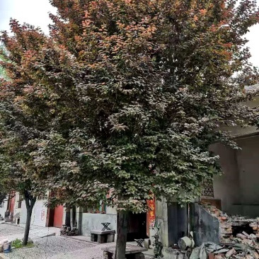 3～12红叶李，紫叶李可带土球欢迎各地客商来电咨询