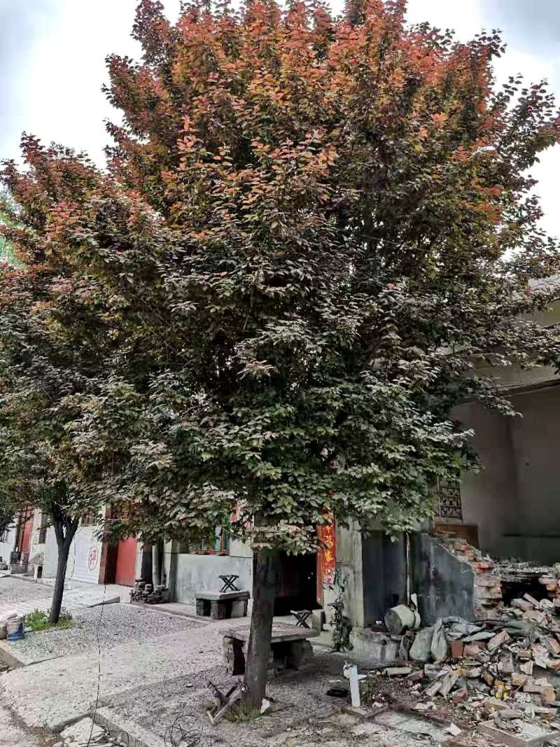 3～12红叶李，紫叶李可带土球欢迎各地客商来电咨询