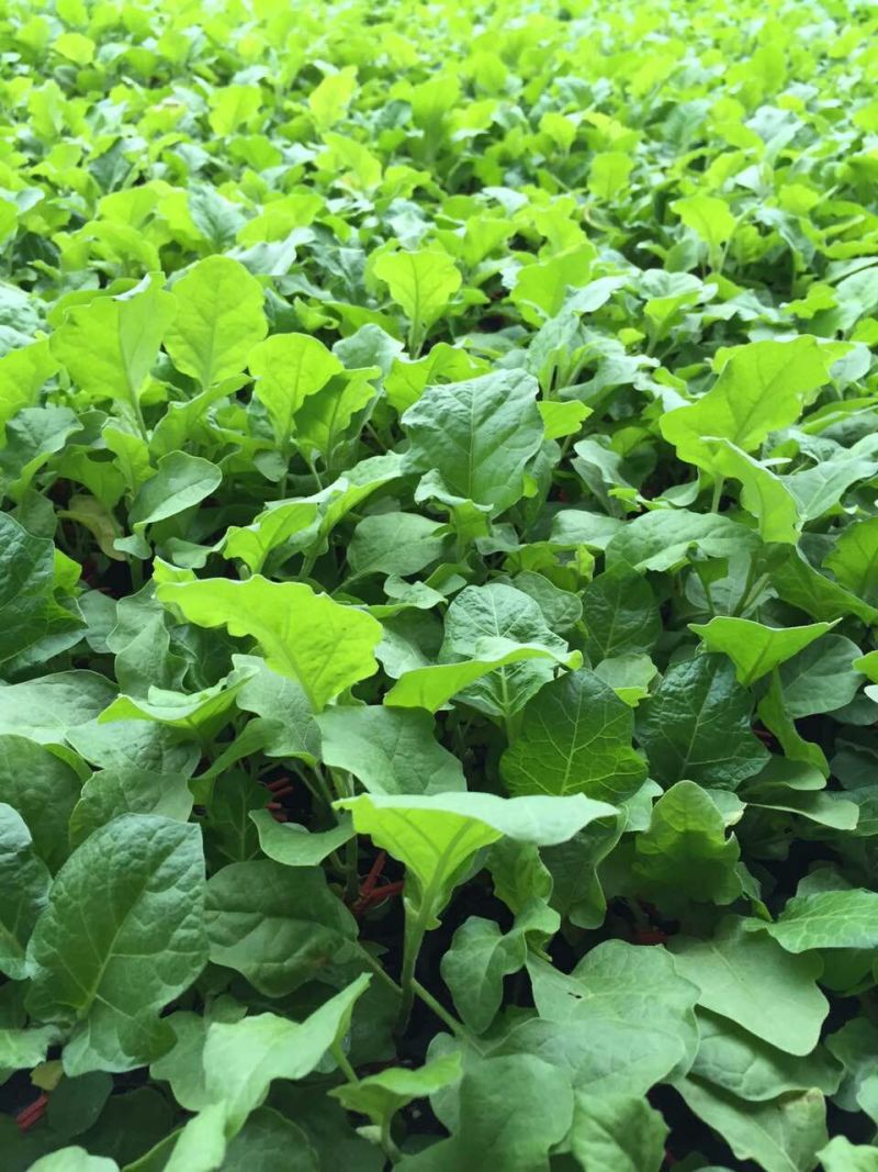 嫁接圆茄苗黑宝圆茄苗快圆茄子苗茄子种苗育苗基地